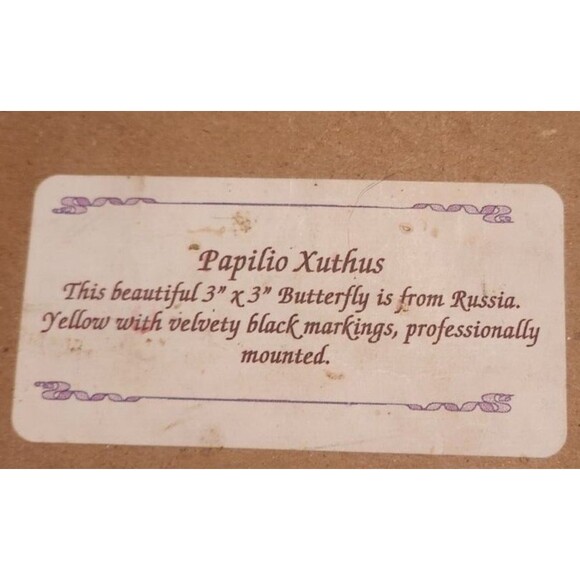 FRAMED MOUNTED BUTTERFLY DISPLAY, WOOD, TAXIDERMY PAPILIO XUTHUS - Picture 3 of 3